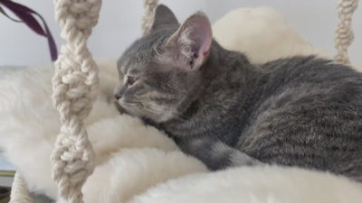 🐾 MeshMesh Macrame Pet Hammock – Cozy Boho Bed for Cats & Small Dogs
